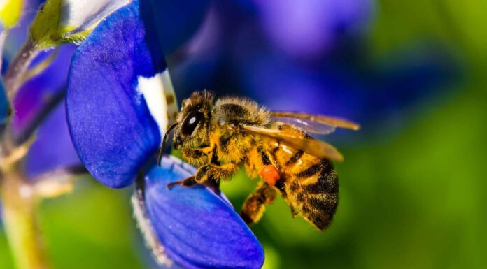 Durata della vita delle api da miele: quanto tempo vivono le api da miele?
