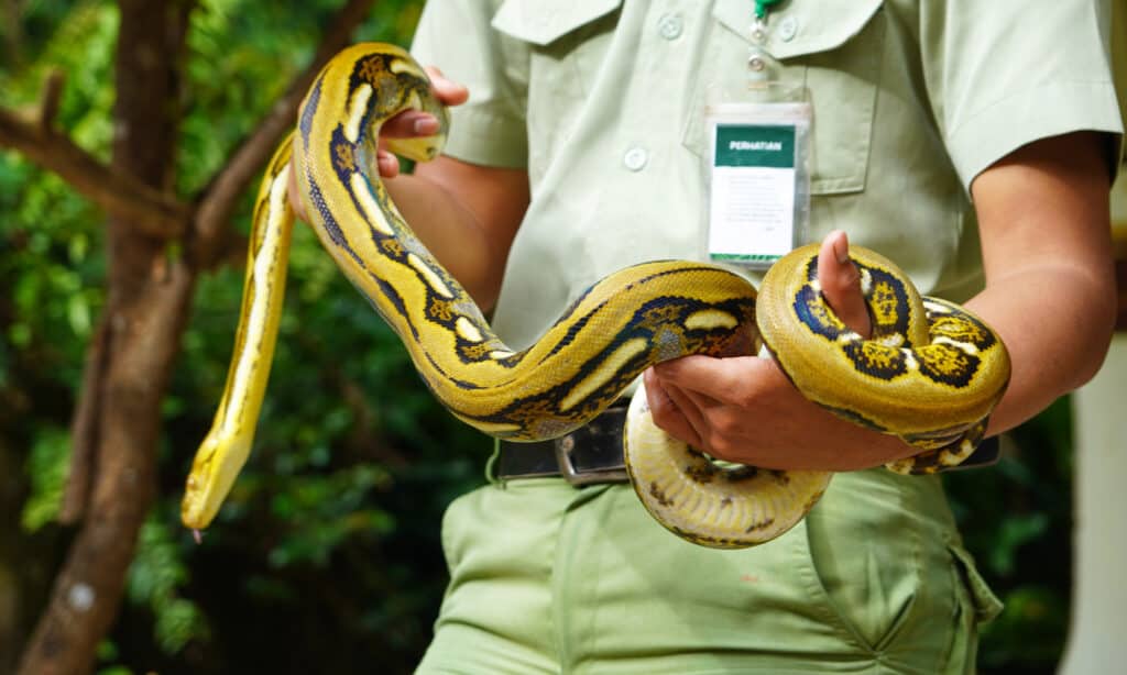 Acari di serpente - Vet Handling Snake
