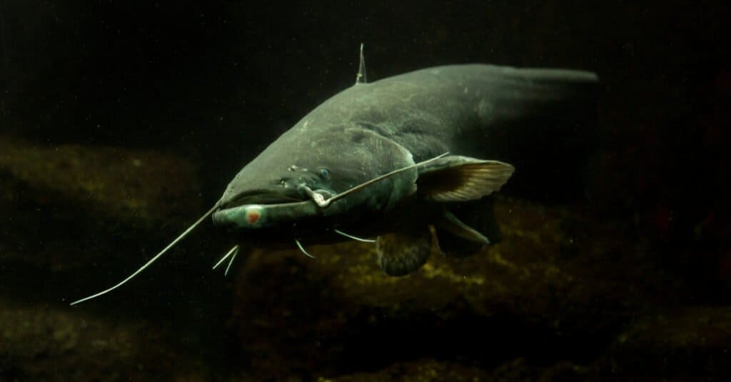 Dealiest Fish - Pesce gatto Wels