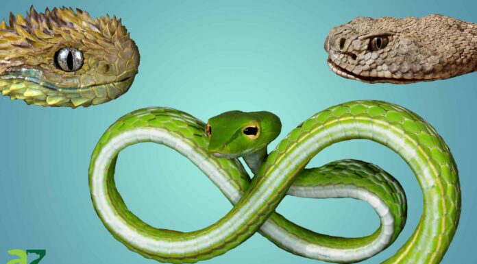 Scopri i 10 serpenti più strani del mondo
