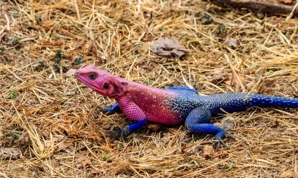 lucertola arcobaleno o agama arcobaleno