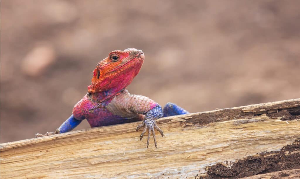 lucertola arcobaleno o agama arcobaleno