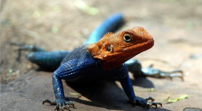 Invasive Lizards - African Red-Head Agama