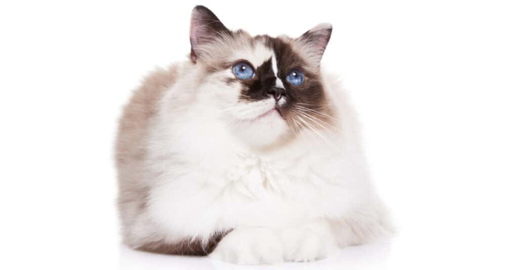 tartaruga-ragdoll-gatto-sdraiato-guardando-in-su