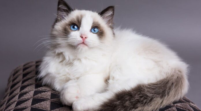 Gatto Ragdoll vs Maine Coon: quali sono le differenze?
