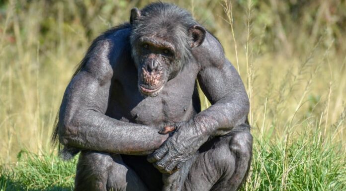 Orango vs scimpanzé: quali sono le differenze?
