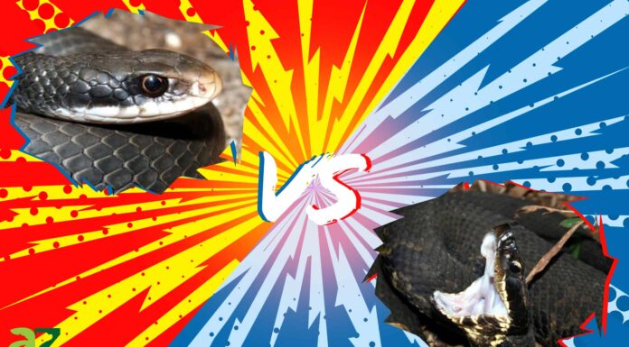 Black Racer Snake contro Cottonmouth
