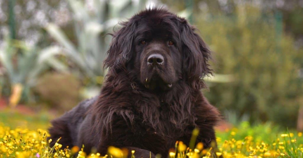 Nero cane di Terranova in fiori