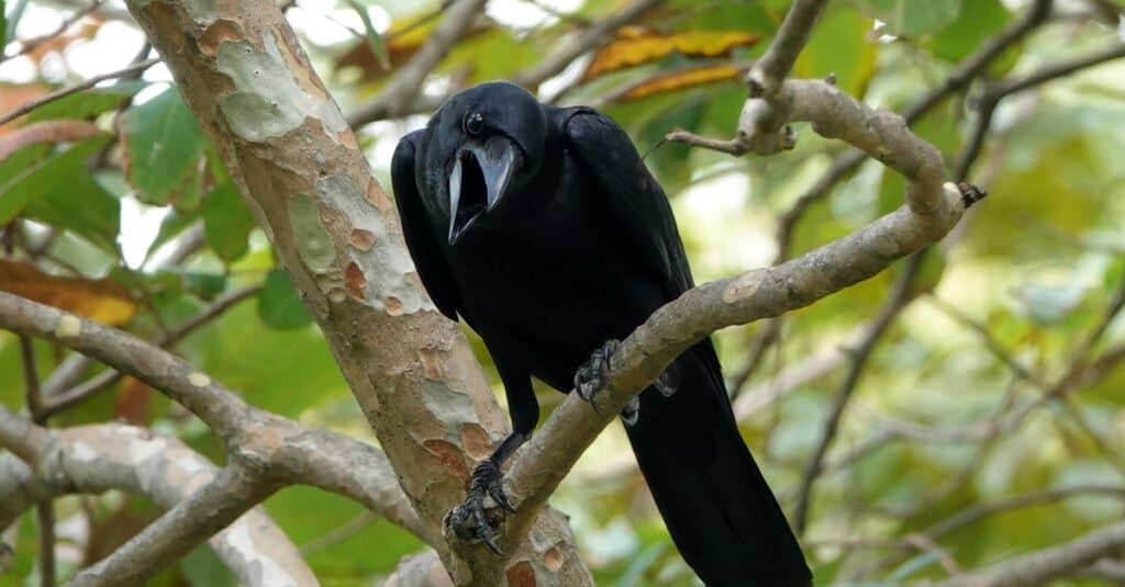 I corvi più grandi: il corvo indiano della giungla