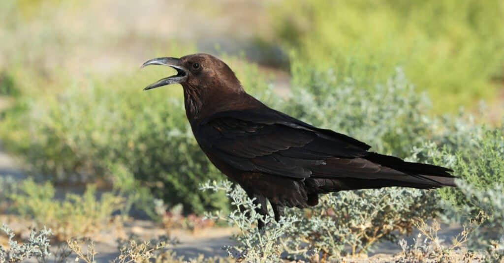 I corvi più grandi: corvo dal collo marrone