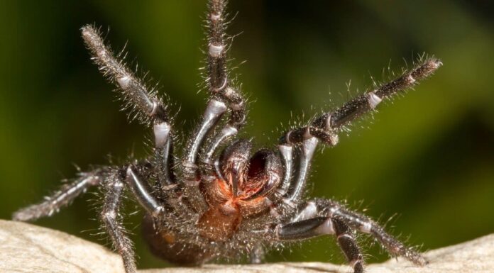 Il ragno più letale del mondo

