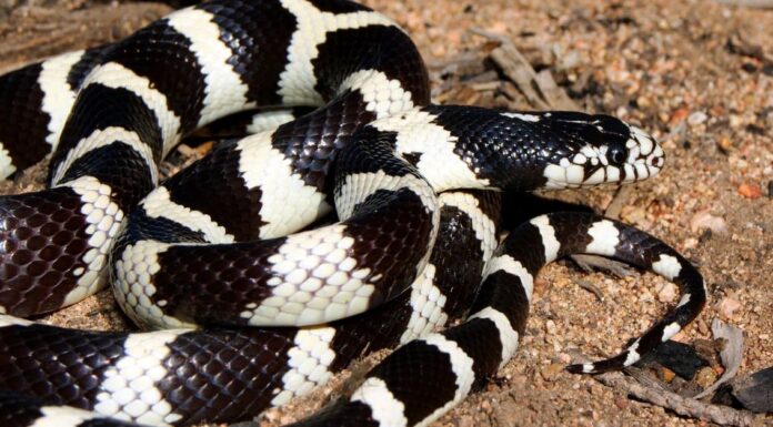 Serpente nero con strisce bianche: cosa potrebbe essere?

