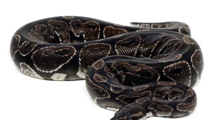 A The 7 Best Snake Guard Chaps You Can Buy Today