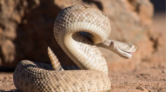 Cosa fare se il tuo cane viene morso da un serpente a sonagli
