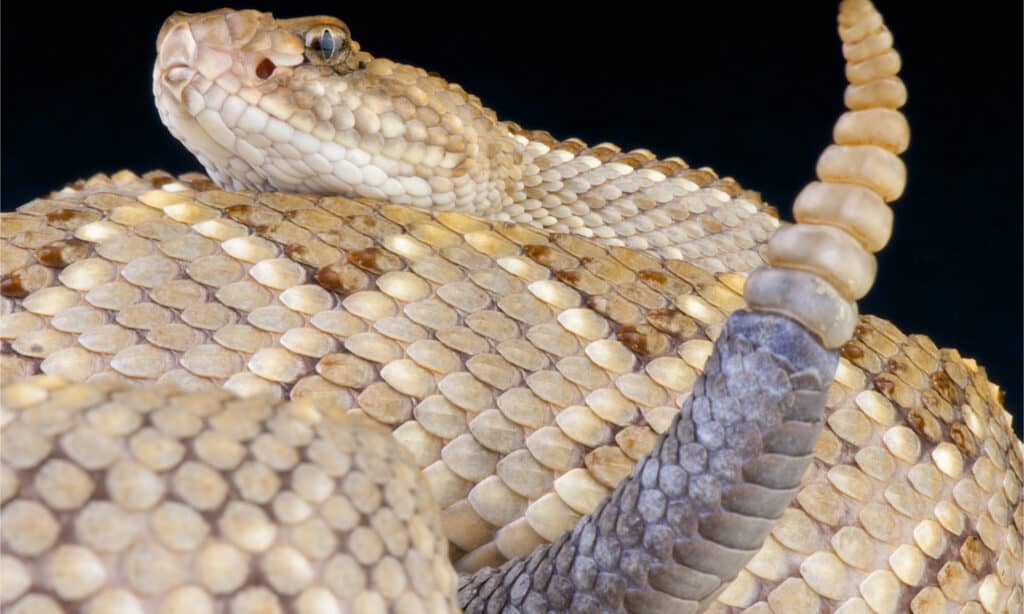 Serpente a sonagli di Aruba