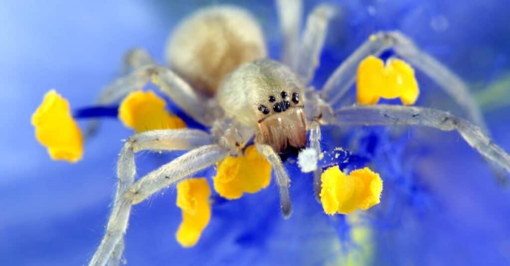 Giallo Sac Spider in fiore viola.