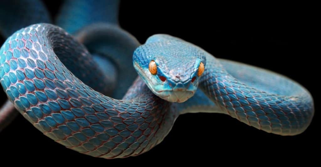 Serpente vipera blu sul ramo pronto ad attaccare la preda