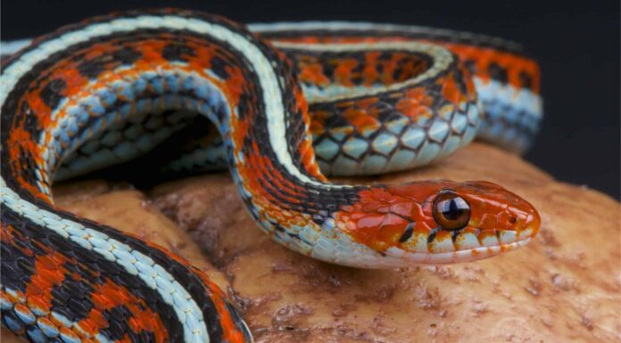 Smallest Snakes: Ringneck Snake