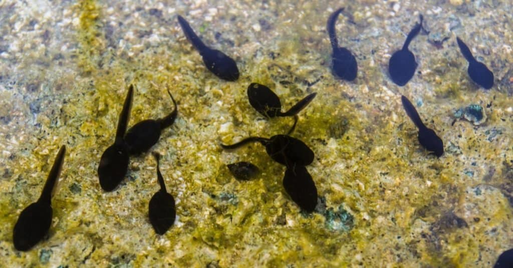 Girini di rana di palude che nuotano nel loro habitat naturale