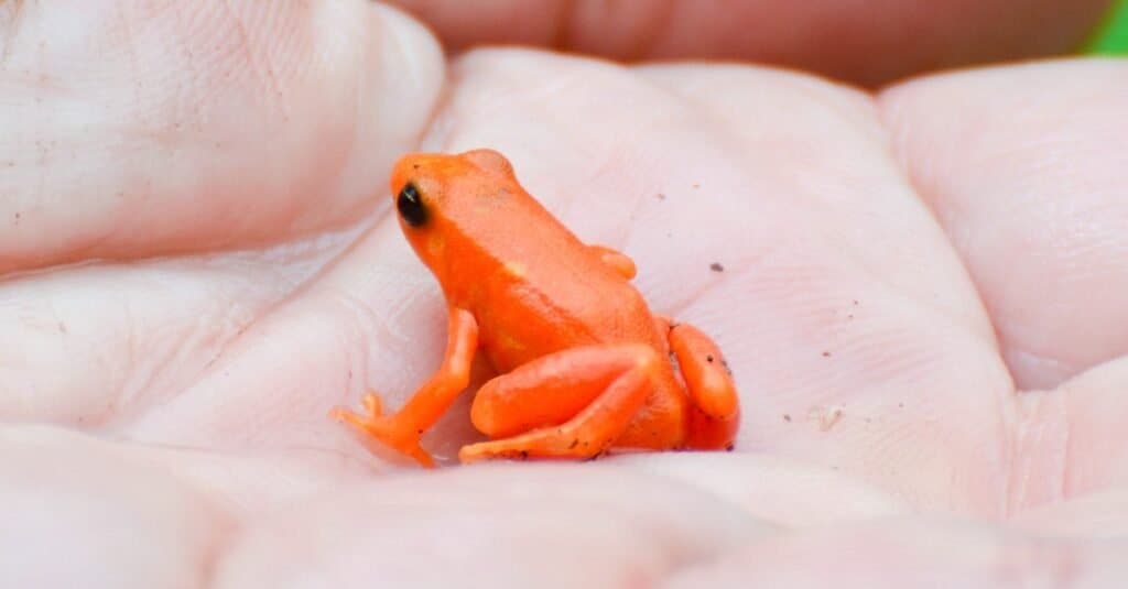 Piccola rana sulla mano di una persona, Mantella dorata, Madagascar.
