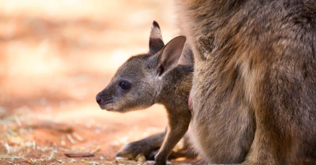 baby-canguro-joey-appeso-dal-marsupio-di-sua-madre