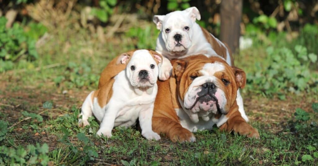 Famiglia di bulldog inglesi
