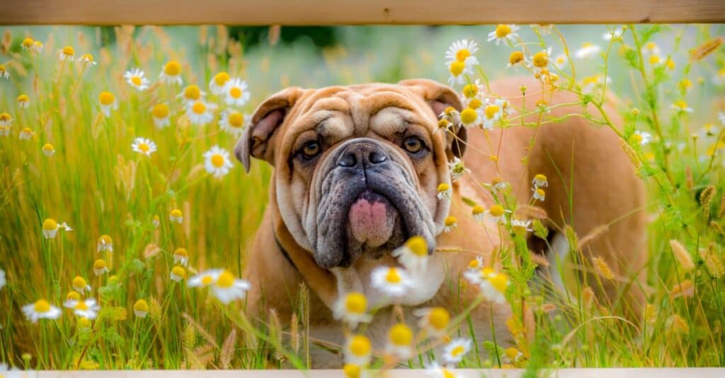 Bulldog inglese in campo di fiori