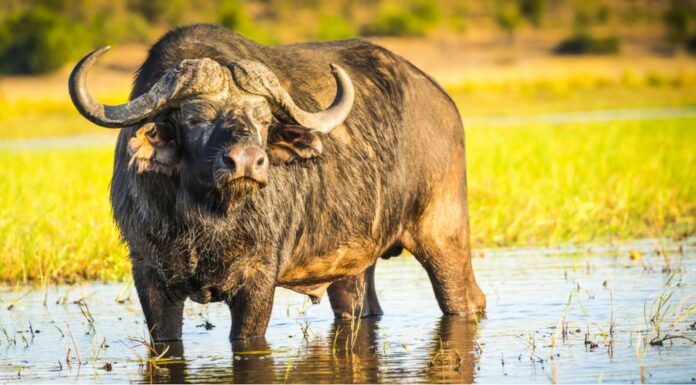 Bufalo capo vs Bufalo d'acqua: quali sono le differenze?
