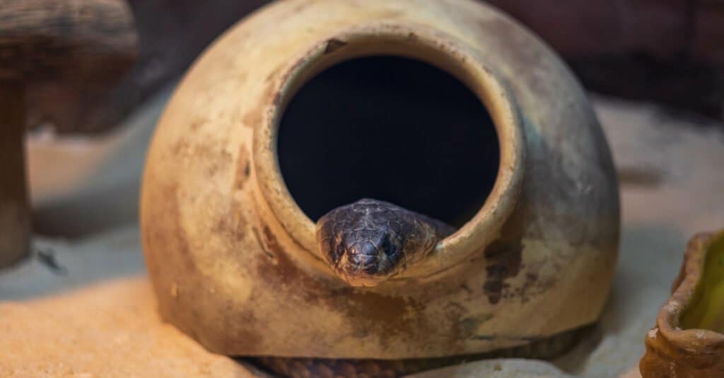 Un serpente indaco del Texas che esce da una brocca di argilla nei giardini botanici dello zoo della Florida centrale.  I serpenti hanno barre verticali nere che iniziano sotto i loro occhi e si estendono fino alle squame labiali (labbro).