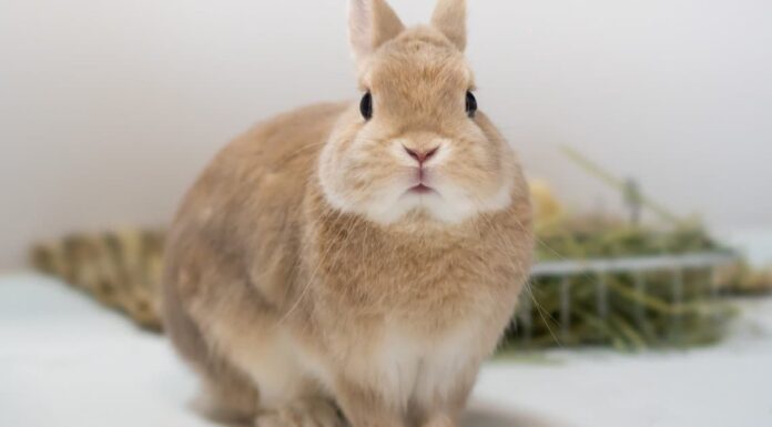 Quanto diventano grandi i conigli nani?

