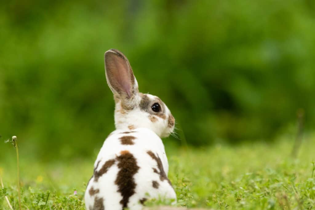 Un simpatico coniglio Mini Rex