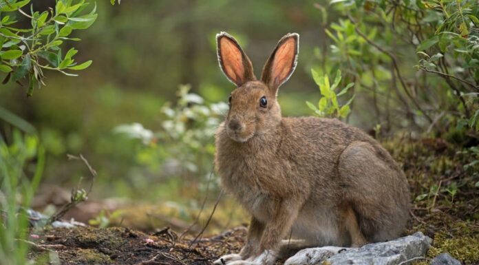 Lepre contro coniglio: quali sono le differenze e quale è più veloce?
