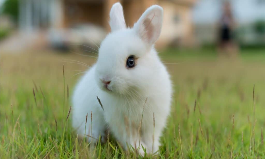 Coniglio nano dei Paesi Bassi - coniglietto