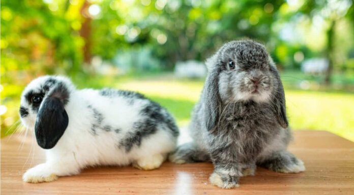 Netherland Dwarf Rabbit Vs Holland Lop: quali sono le differenze?

