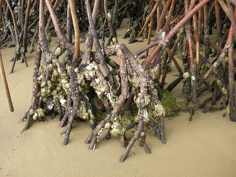 Ostriche tra le mangrovie