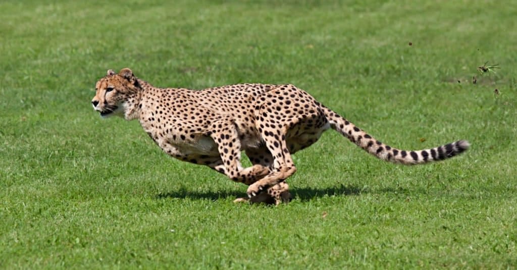 I gatti più grandi sono i ghepardi