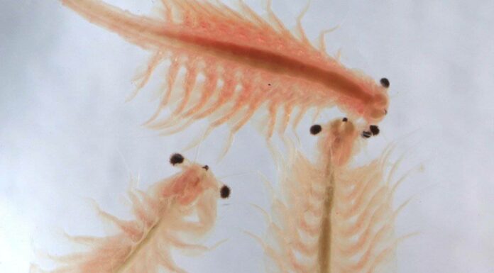 Artemia Salina..(conosciute Anche Come Scimmiette Di Mare) -  Invertebrati - Forum Animali nel Mondo