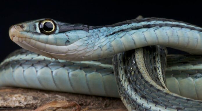 11 serpenti più carini del mondo
