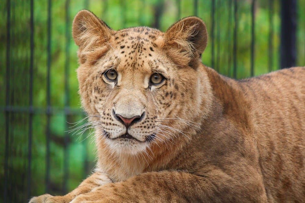liger (Panthera leo × Panthera tigris) - cucciolo di ligre
