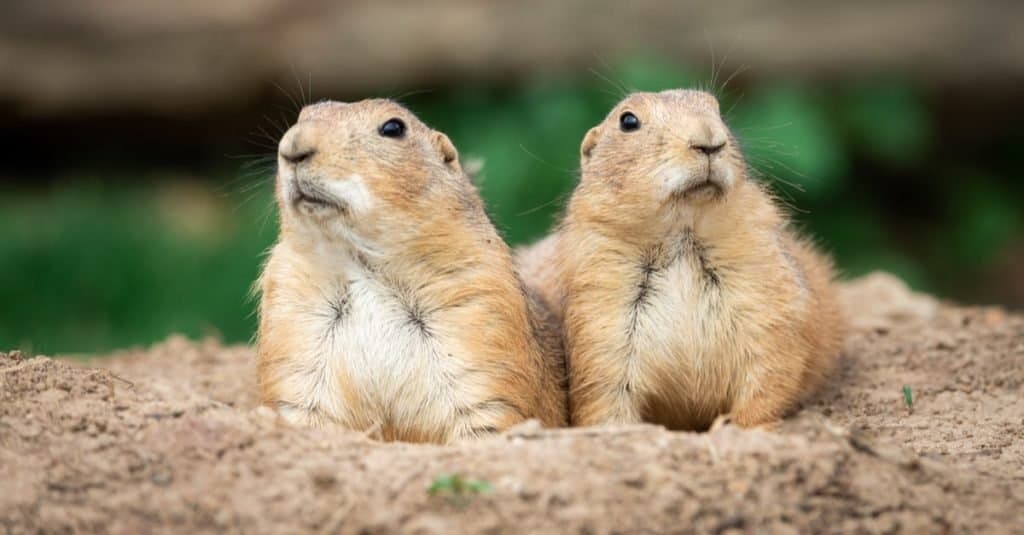 Animali che scavano sottoterra: Prairie Dog