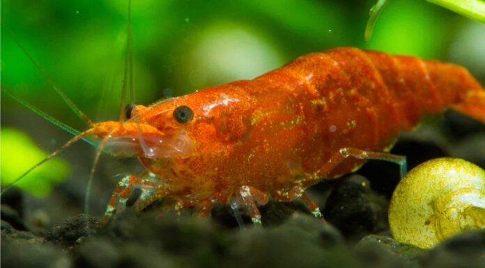 What Do Cherry Shrimp Eat