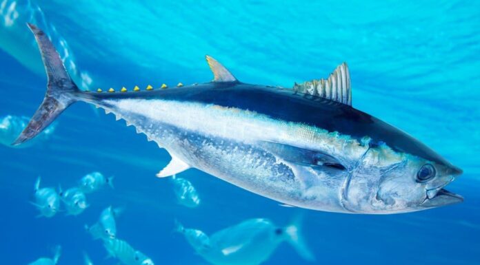  Cosa mangiano i tonni?  Spiegazione della loro dieta
