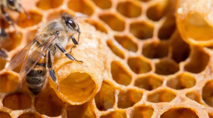 Ape regina vs ape operaia: quali sono le differenze?
