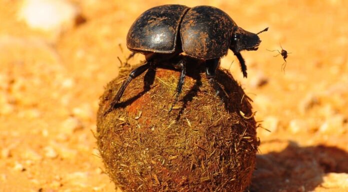 What Do Dung Beetles Eat