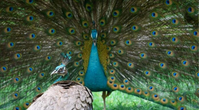 male vs female peacocks