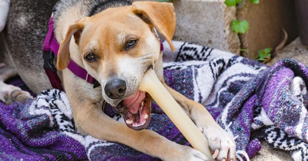 Un cane Raggle (Beagle Rat Terrier mix) che mastica un osso mentre è seduto su una coperta sul cemento