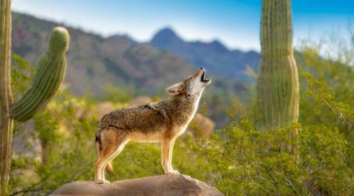 Coyote contro cane: qual è la differenza?
