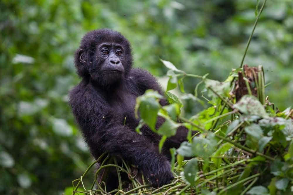 Piccolo gorilla orientale nella foresta pluviale del Congo