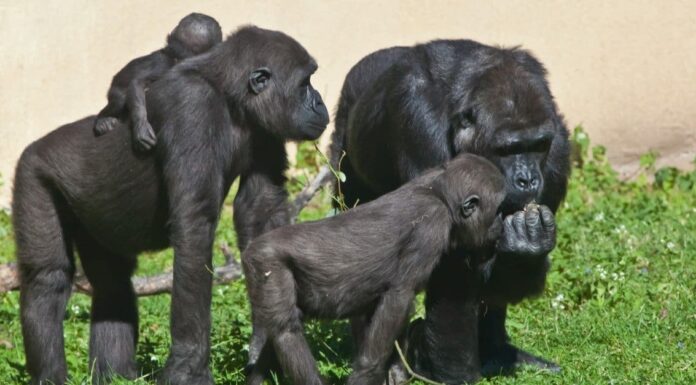 Scimpanzé vs Gorilla: qual è la differenza?
