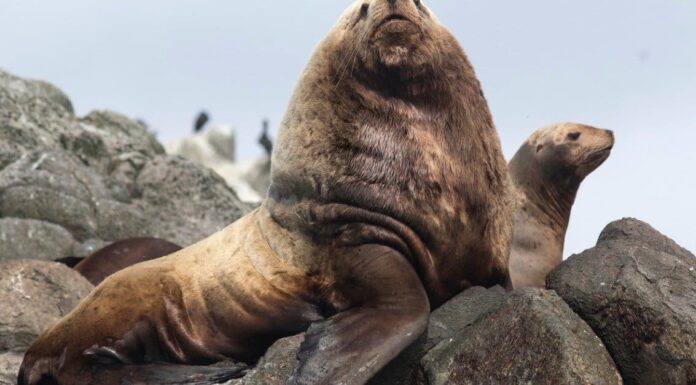 sea lion vs walrus